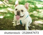 White French Bulldog in the park