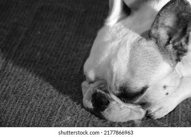 White French Bulldog Sleeps On Couch