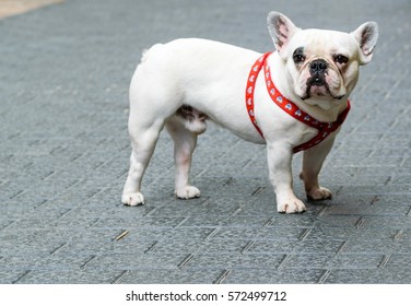 White French Bulldog In The Street