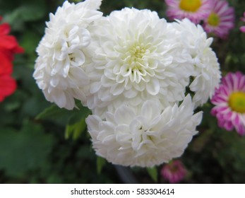 White French Marigold Flowers