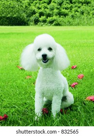 White French Poodle 260nw 832565 