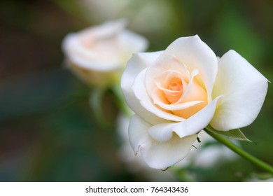 White fresh beautiful rose in the garden in the morning time