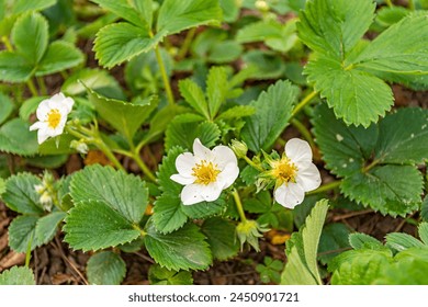 white fresh blooms of strawberries in garden on spring - Powered by Shutterstock