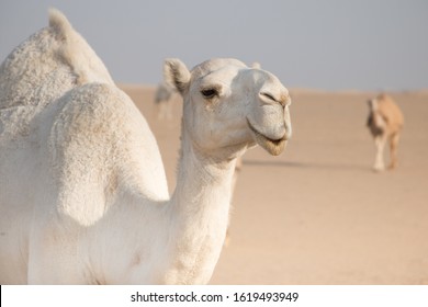 White friendly camel wandering freely in the desert of Kuwait led by his bedouin shepard and more camels in the background.