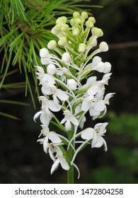 White Fringed Orchid Blooming In Bog