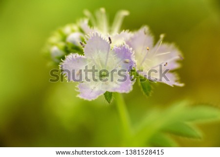 White Fringed Phacelia wildflower growing in Smoky Mountains National Park