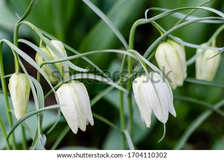 White Fritillaria lily flowers in the garden. Meleagris alba blooming in the spring. ?loseup with selective focus.