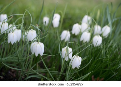 White Fritillaria Meleagris On Flowerbed