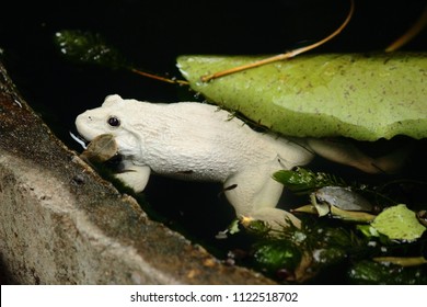 White frog in the well - Powered by Shutterstock