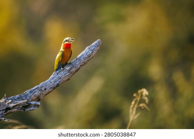 White fronted Bee eater with a bug prey at dawn in Greater Kruger National park, South Africa ; Specie Merops bullockoides family of Meropidae