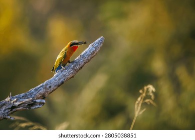 White fronted Bee eater with a bug prey at dawn in Greater Kruger National park, South Africa ; Specie Merops bullockoides family of Meropidae
