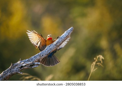 White fronted Bee eater with a bug prey at dawn in Greater Kruger National park, South Africa ; Specie Merops bullockoides family of Meropidae