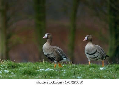 White Fronted Geese Walking In A Winter Meadow