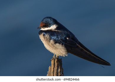 White fronted swallow on a perch in the early morning sun