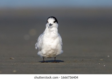 White Fronted Tern Of Australasia