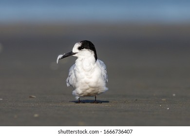 White Fronted Tern Of Australasia