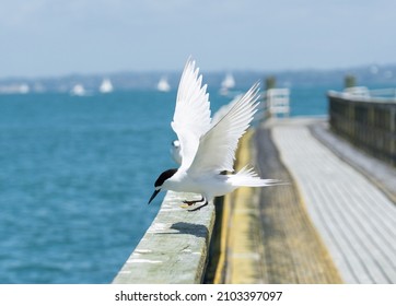 White Fronted Tern Landing On Long Railing Of Jetty On Motuihe Island.