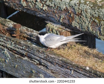 White Fronted Tern Resting On Old Wharf Piles In Tauranga.