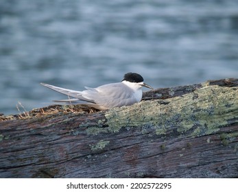 White Fronted Tern Resting On Old Wharf Piles In Tauranga.