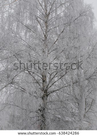 Similar – Silence in the winter forest