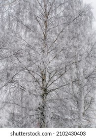 White, frosted trees in winter. Oslo, Norway