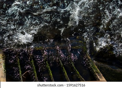 White Frothy Water From An Urban Storm Water Drain  Pours Into The Leschenault Estuary , Bunbury, Western Australia  On A Late Afternoon In  Spring.