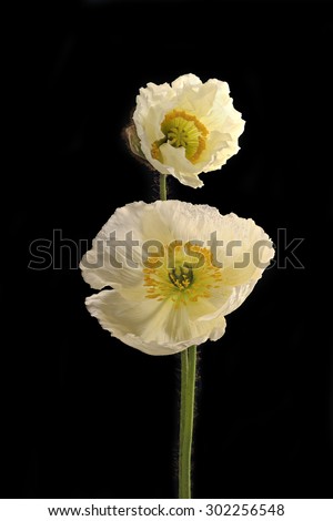 Similar – Image, Stock Photo poppy seed