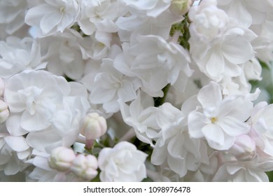 White full lilac with large flowers