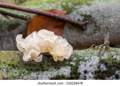 tremella mesenterica