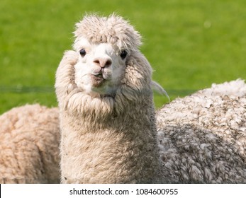 A White Funny Alpaca 