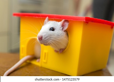 Cute animals  White-funny-domestic-pet-rat-260nw-1475123579