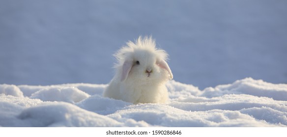 White Funny Fluffy Rabbit In The Snow