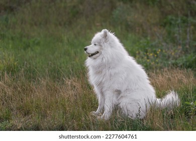 White, funny fluffy Samoyed dog in nature in green grass. Traveling with pets. Walking, care of large dogs. The dog runs through the forest in the countryside. Copy space