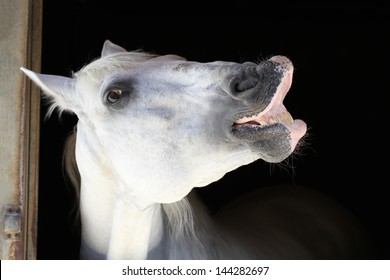 15,017 Horse window Images, Stock Photos & Vectors | Shutterstock