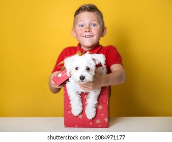 White Funny Puppy As A Gift. Happy Child Boy Open Box With Dog With A Bow. A Present For Birthday. School Child In Red Shirt And Box With Pet Isolated On Yellow.