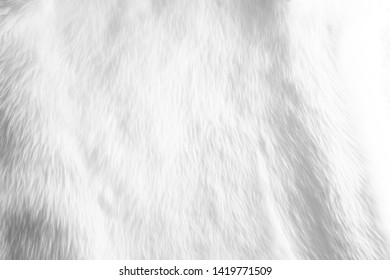 White Fur Animal Texture, Close Up On Detail Of Fur