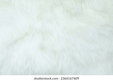 White fur background of blanket and rug carpet with soft fluffy furry texture hair cloth of sheepskin for interior decoration - Shutterstock ID 2366167609