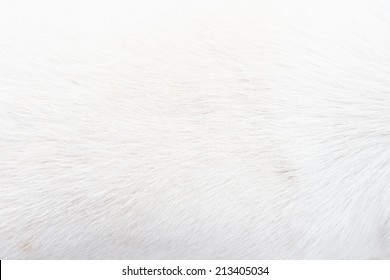 white fur close up