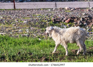 A White Fur Domesticated Xinjiang Goat In Kalajun Grassland