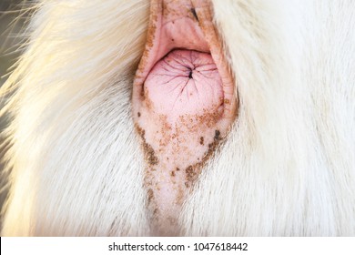 White fur goat with lifted tail back anus hole close up detail