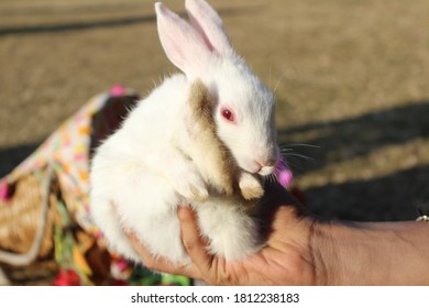 White fur rabbit with pink eyes