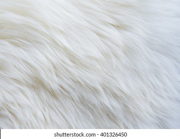 White Fur Texture Background