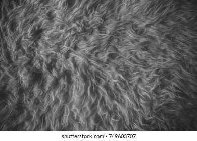 White Fur Texture. Close Up View Of Abstract Fur Background. Natural White Fur Background. Animal Hair. Abstract Texture And Background For Designers. White Wool Texture. Fur Textured. 