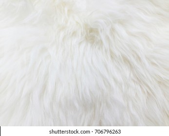 White Fur Texture Closeupuseful Background Stock Photo 706796263 ...