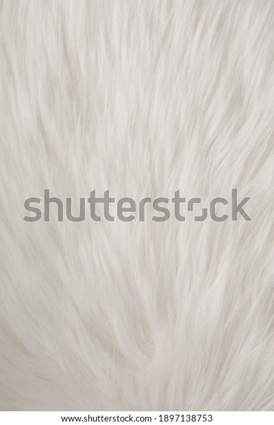 white fur texture full\
background.