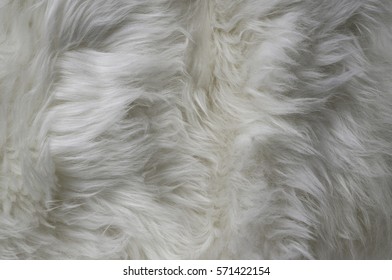 White Fur Texture Background Stock Photo (Edit Now) 563932243