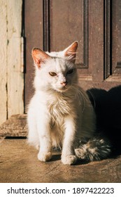 A White Furry Asian Cat Breed Captured In The Light Of Sun Ray.