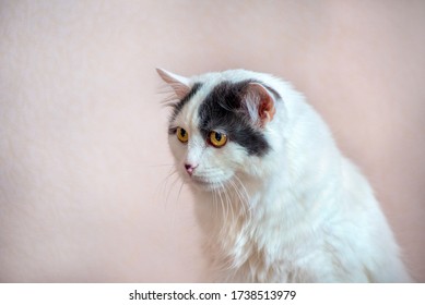 a white furry cat sits and looks away from the side of the frame - Shutterstock ID 1738513979
