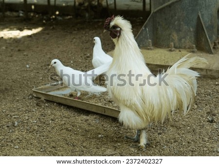 white furry chicken rooster or silkie standing on the farm with two pigeons in the background.