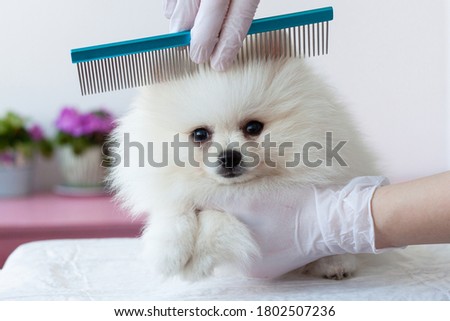 A white furry Pomeranian pup is combed by a grummer with a blue comb with hands in medical gloves, the pup is turned in front